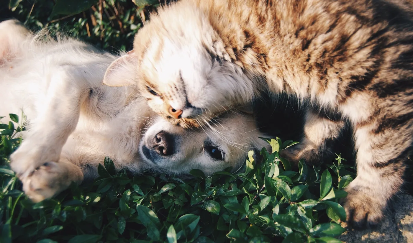 Happy pets
