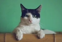 Cat grooming article